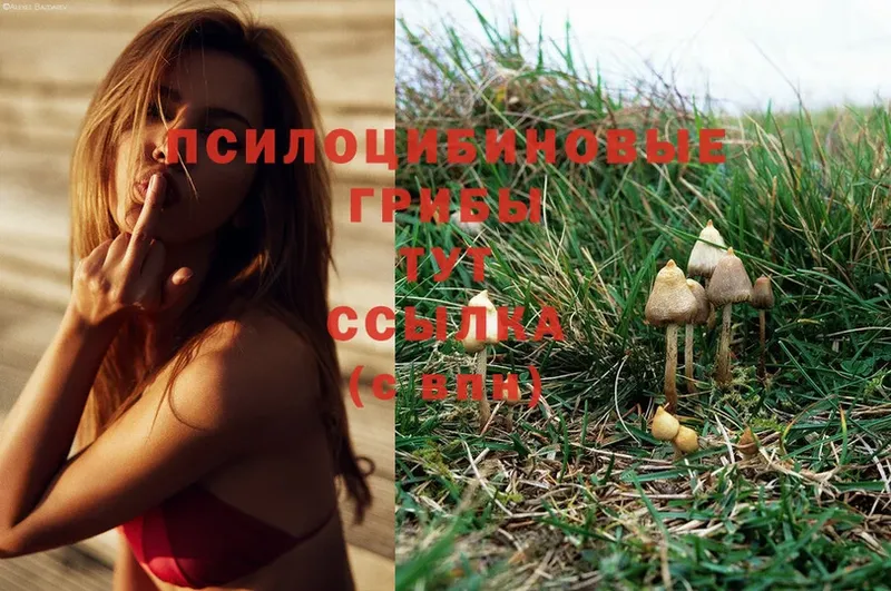 Галлюциногенные грибы Magic Shrooms  блэк спрут сайт  Вышний Волочёк  где можно купить  